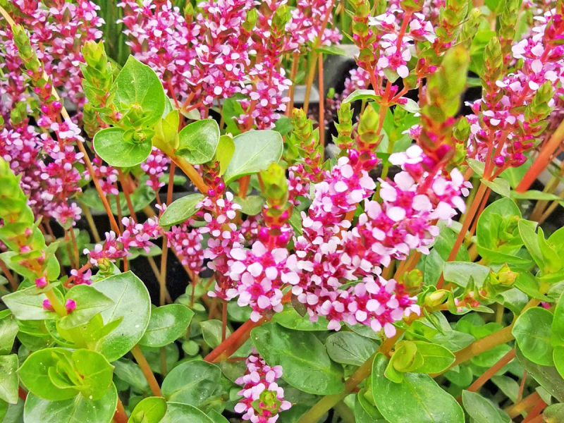Rotala rotundifolia Rundblättriger Rotala